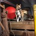 South Atlantic Detection Dogs (@sammysniffer) Twitter profile photo South Atlantic Detection Dogs (@sammysniffer) Twitter profile photo