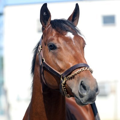 Richardson Bloodstock Profile