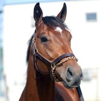 Richardson Bloodstock (@richardsonbdstk) 's Twitter Profile