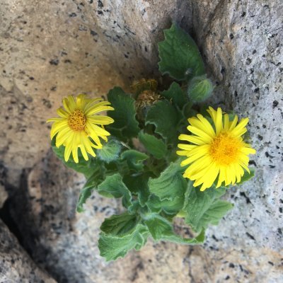 Daisy taxonomist studying plant evolutionary radiations in oceanic & sky islands + Deserts. NSF PRFP @calacademy, UC Berkeley PhD. He/Him.