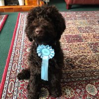freddiethedog (@freddiethedog3) 's Twitter Profile