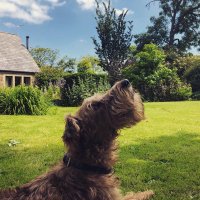 Jasper the Irish Terrier(@IrishTerrier) 's Twitter Profile Photo