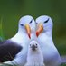 Albatrosses (@shotley21_22) Twitter profile photo