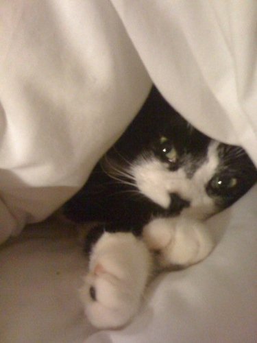 dogwithnobrain's profile picture. gorgeous, mad, nobrain, busy, mother, friend, wife, sister, daughter, employee, rampant