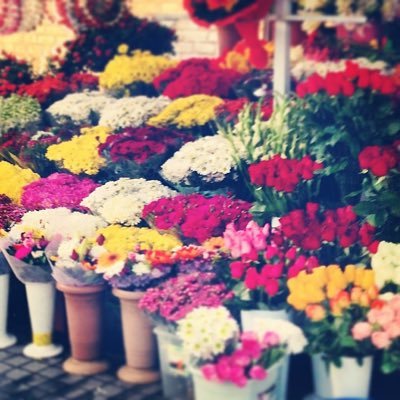 saleha66610's profile picture. 💐💐💐💐