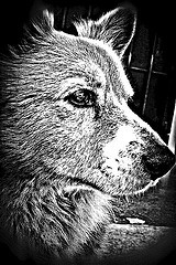 DEVILSye's profile picture. The best smile is the one that can shine through the tears