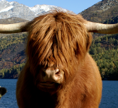Kuh am Waldrand. Hört gerne auf den Zen. Mag das Sein im Hier und Jetzt. ✶♡ ✶- Swiss Cow with a curious mind and a deep gratitude for the universe.♡ ✶ * ♡ *