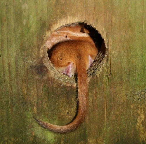 The Dormice site is dedicated to that most wonderful creature the Hazel Dormouse. The site contains information about the Hazel Dormouse.