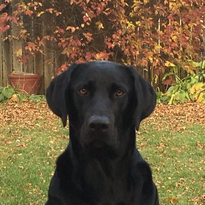 J13023460's profile picture. 