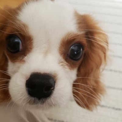 Machi こんばんは さすがに疲れちゃったのかな イビキをかいて寝てる 5 5キロ 大きくなったねぇ キャバリア 犬好きな人と繋がりたい