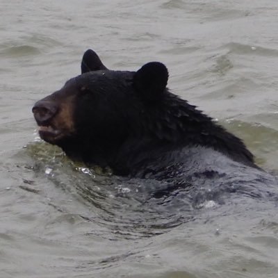 blackbeartooth's profile picture. 