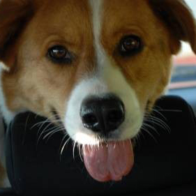 cutestanimals's profile picture. Hi, I'm Darwin, the CHO of World's Cutest Animals.