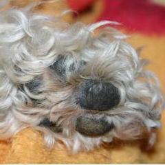 Frau Hund und ihr Foxterrier - über das Hundeleben, das Frau-Hund Leben und wie man beides unter einen Hut bekommt.