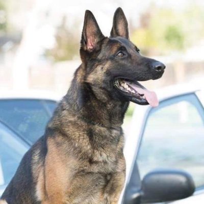 My name is OZZY a star Narcotics Long Beach PD K-9. I died of Heatstoke when my cop handler CHRIS THUE left me in his car off duty. I would have saved HIS life.