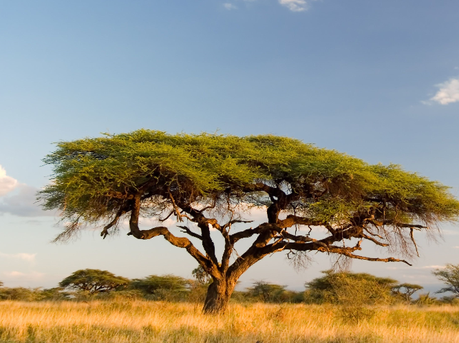 MiaBotha8's profile picture. 