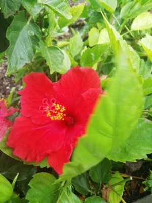 jade_samba's profile picture. 