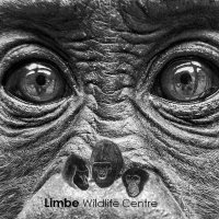 Limbe Wildlife Centre(@LimbeWildlife) 's Twitter Profileg