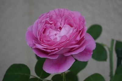 美しいもの、愉しいもの見っけが元気の源。飾り気のない私の庭の薔薇達のスマホ撮り備忘録です。😄
歳を重ねて、楽しく庭遊び続けるための庭改造・工夫の日々。🌹
https://t.co/uo9X9Z6uqF