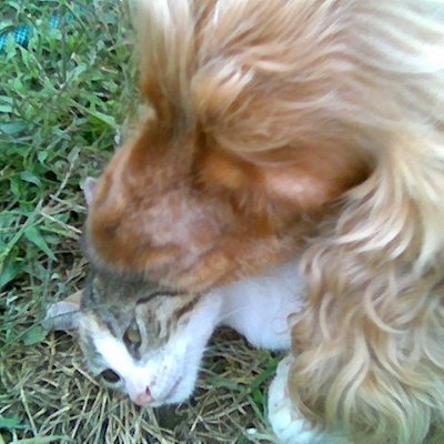 a_brain_teaser's profile picture. I walk that dog as it drags me, like my destiny