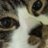 ポケモン🐈まくらねこ🐈さんのプロフィール画像