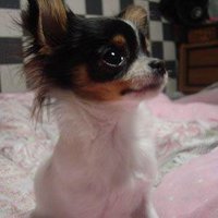 こゆきどん 犬、猫、鳥、動物 迷子 (@ksp8m9r2ewii0mc) 's Twitter Profile Photo