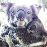 Maria Matthes(@talkingkoala) 's Twitter Profile Photo