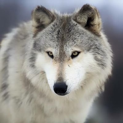 nocarnolife1999's profile picture. ここでは本音😇