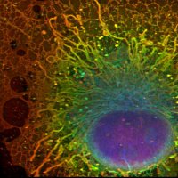 Legant lab (@legant_lab) 's Twitter Profile