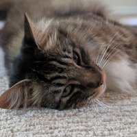 Kaito (@kir013) 's Twitter Profile