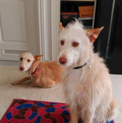 Juan_Pinazo's profile picture. Bribriblibli