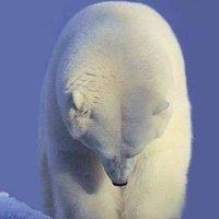 الدب الحضرميóÓÒò (@peach_dob) 's Twitter Profile
