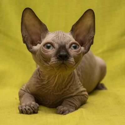 Cattery Canadian sphynx Splendor Pride
#sphynx #sphynxforsale #Canadiansphynx #kittensphynx #kittensphynxforsale #sphynxsale