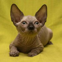 Sphynx Canadian @sphynxcanadian(@MalimonOlena) 's Twitter Profile Photo