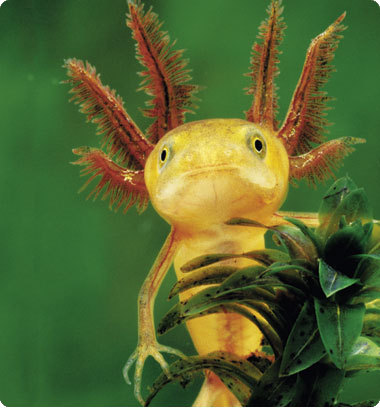 luxultima's profile picture. vocat lux ultima victos