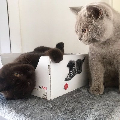 Sir FreddieMercury C.A.T & Winston Churchill ❤️
22weeks old 🖐🏻 
Brothers 🐈
Sassy pants ❤️🥰
Chicken lovers💋
Ambassador for Fourfriends 🇬🇧
Showcats 🌟