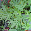 jesse chaves - @yezzit0 - Twitter