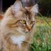 Fluffy Pudge & Friends (@pudgefriends) Twitter profile photo Fluffy Pudge & Friends (@pudgefriends) Twitter profile photo