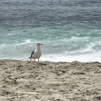 StopCrimesoftheEnvironment Profile