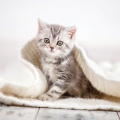ぬこぬこ動画 ひと箱の癒し 彡 T Co Pvekxrmcbb ぬこぬこ動画 ひと箱の癒し 彡 T Co Pvekxrmcbb