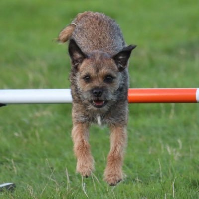 Owned by two Border Terriers. Opinions my own ... often superseded by theirs ...(lesser half of The Border Terrierists @b_terrierists)