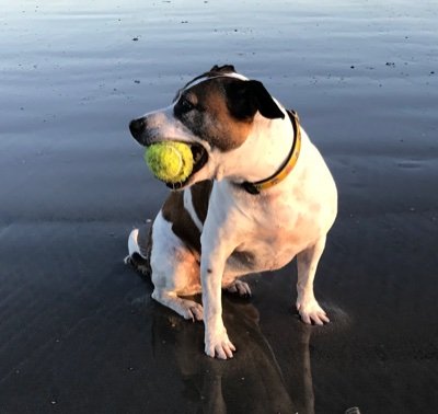 mavisthemerdog's profile picture. 