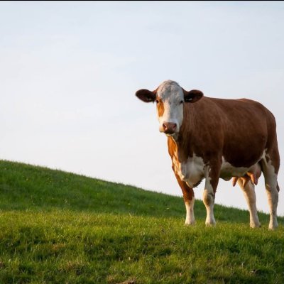 Fresh, Free-Range, Researched Tips, delivered Daily.
18+ Gamble responsibly
https://t.co/nQbyjdZUIa
💰🐖💰🐄 💰