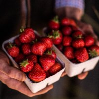 Strawberry Fields Farm Shop and Restaurant (@liftonfarmshop) 's Twitter Profile