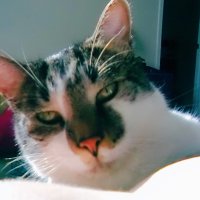 Cats of Animal Breeding (@of_breeding) 's Twitter Profile