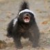 Honey Badger (@honeyyourabuser) Twitter profile photo Honey Badger (@honeyyourabuser) Twitter profile photo