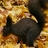 boram369's profile image