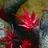 oarrim's profile image