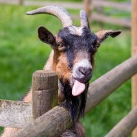 Baylham House Farm (@baylhamfarm) 's Twitter Profile