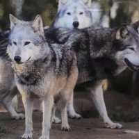 Fleet ES Timberwolves (@timberwolves2nd) 's Twitter Profile
