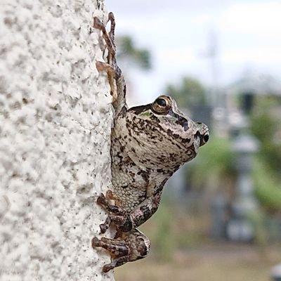 silba555's profile picture. 今日から私は🐸です